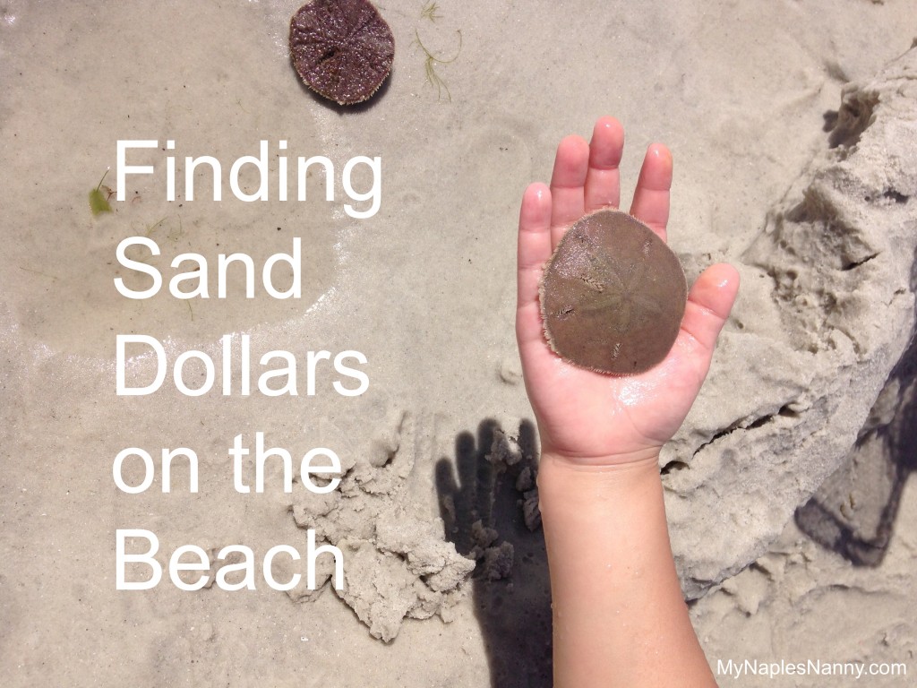 finding-sand-dollars-on-the-beach-naples-florida-my-naples-nanny